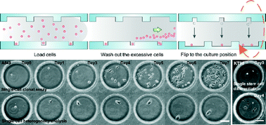 Graphical abstract: A microfluidic dual-well device for high-throughput single-cell capture and culture