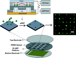 Graphical abstract: Dielectrophoresis-assisted 3D nanoelectroporation for non-viral cell transfection in adoptive immunotherapy