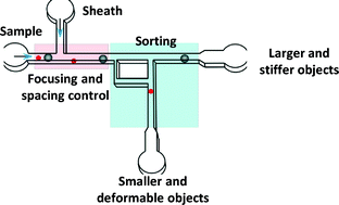 Graphical abstract: A microfluidic device with focusing and spacing control for resistance-based sorting of droplets and cells