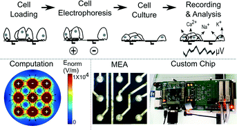 Graphical abstract: Guiding pancreatic beta cells to target electrodes in a whole-cell biosensor for diabetes