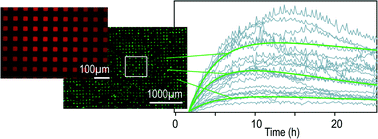 Graphical abstract: Stability analysis of chemically modified mRNA using micropattern-based single-cell arrays