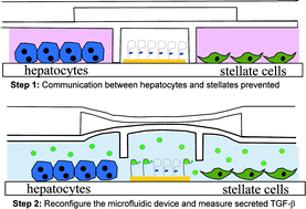 Graphical abstract: Liver injury-on-a-chip: microfluidic co-cultures with integrated biosensors for monitoring liver cell signaling during injury