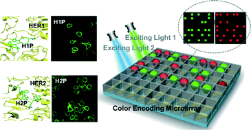 Graphical abstract: Distinguishing of tumor cell-targeting peptide ligands through a color-encoding microarray