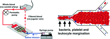 Graphical abstract: Broad spectrum immunomodulation using biomimetic blood cell margination for sepsis therapy