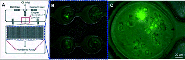 Graphical abstract: Generation and functional assessment of 3D multicellular spheroids in droplet based microfluidics platform