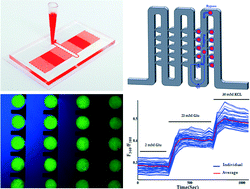 Graphical abstract: A microfluidic array for real-time live-cell imaging of human and rodent pancreatic islets