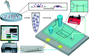 Graphical abstract: The impact of sphingosine kinase inhibitor-loaded nanoparticles on bioelectrical and biomechanical properties of cancer cells