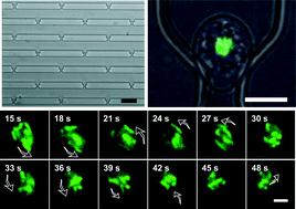 Graphical abstract: Monitoring of chromosome dynamics of single yeast cells in a microfluidic platform with aperture cell traps