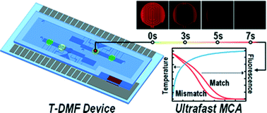 Graphical abstract: Sub-7-second genotyping of single-nucleotide polymorphism by high-resolution melting curve analysis on a thermal digital microfluidic device