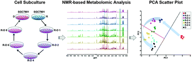 Graphical abstract: Effects of culture media on metabolic profiling of the human gastric cancer cell line SGC7901