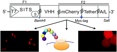 Graphical abstract: A rapid and simple pipeline for synthesis of mRNA–ribosome–VHH complexes used in single-domain antibody ribosome display