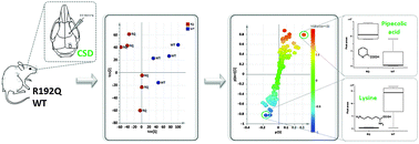 Graphical abstract: Plasma metabolic profiling after cortical spreading depression in a transgenic mouse model of hemiplegic migraine by capillary electrophoresis – mass spectrometry