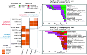 Graphical abstract: Integrative analysis of lung development–cancer expression associations reveals the roles of signatures with inverse expression patterns