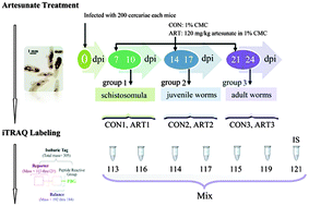 Graphical abstract: Quantitative proteomic analyses of Schistosoma japonicum in response to artesunate