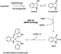 Graphical abstract: Production of indole antibiotics induced by exogenous gene derived from sponge metagenomes