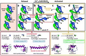 Graphical abstract: Sequential myosin phosphorylation activates tarantula thick filament via a disorder–order transition