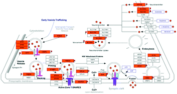 Graphical abstract: Characterization of host response to Cryptococcus neoformans through quantitative proteomic analysis of cryptococcal meningitis co-infected with HIV