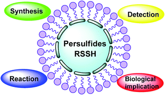 Graphical abstract: Persulfides: current knowledge and challenges in chemistry and chemical biology