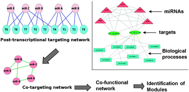 Graphical abstract: A network analysis of miRNA mediated gene regulation of rice: crosstalk among biological processes