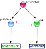 Graphical abstract: A simple stochastic model for the feedback circuit between p16INK4a and p53 mediated by p38MAPK: implications for senescence and apoptosis