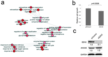 Graphical abstract: Genome-wide transcriptional profiling analysis reveals annexin A6 as a novel EZH2 target gene involving gastric cellular proliferation