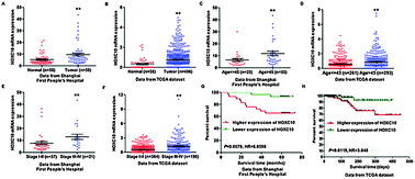 Graphical abstract: HOXC10 up-regulation contributes to human thyroid cancer and indicates poor survival outcome