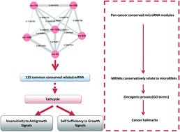 Graphical abstract: Detecting pan-cancer conserved microRNA modules from microRNA expression profiles across multiple cancers