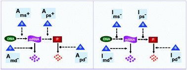 Graphical abstract: Mathematical modeling deciphers the benefits of alternatively-designed conserved activatory and inhibitory gene circuits