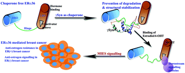 Graphical abstract: Structural insights into tumor-specific chaperoning activity of gamma synuclein in protecting estrogen receptor alpha 36 and its role in tamoxifen resistance in breast cancer