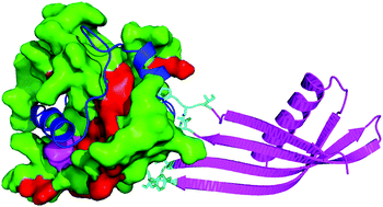 Graphical abstract: Exploration of the HIF-1α/p300 interface using peptide and Adhiron phage display technologies