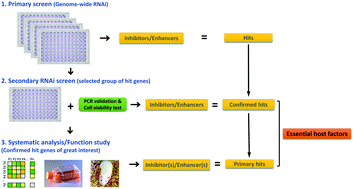 Graphical abstract: Exploring the associations of host genes for viral infection revealed by genome-wide RNAi and virus–host protein interactions