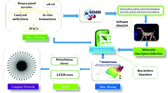 Graphical abstract: Experimental and computational studies of fatty acid distribution networks