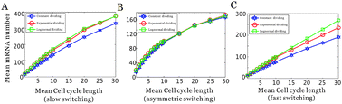 Graphical abstract: Division time-based amplifiers for stochastic gene expression