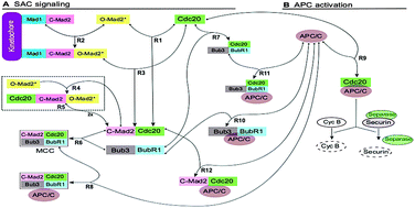 Graphical abstract: In silico spatial simulations reveal that MCC formation and excess BubR1 are required for tight inhibition of the anaphase-promoting complex