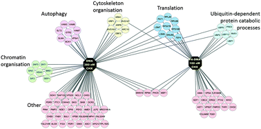 Graphical abstract: Pleiotropic drug-resistance attenuated genomic library improves elucidation of drug mechanisms