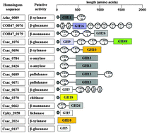 Graphical abstract: Depiction of carbohydrate-active enzyme diversity in Caldicellulosiruptor sp. F32 at the genome level reveals insights into distinct polysaccharide degradation features