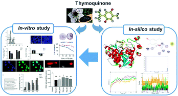 Graphical abstract: Insights into the molecular interactions of thymoquinone with histone deacetylase: evaluation of the therapeutic intervention potential against breast cancer