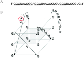 Graphical abstract: Fragile X mental retardation protein interactions with a G quadruplex structure in the 3′-untranslated region of NR2B mRNA