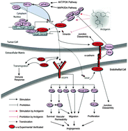 Graphical abstract: Integrated in silico and experimental methods revealed that Arctigenin inhibited angiogenesis and HCT116 cell migration and invasion through regulating the H1F4A and Wnt/β-catenin pathway