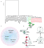 Graphical abstract: Systems biology-based discovery of a potential Atg4B agonist (Flubendazole) that induces autophagy in breast cancer