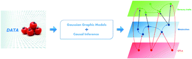 Graphical abstract: Genotype–phenotype modeling considering intermediate level of biological variation: a case study involving sensory traits, metabolites and QTLs in ripe tomatoes