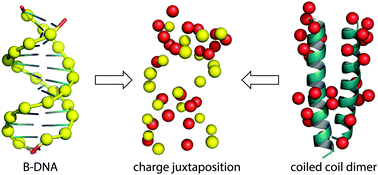 Graphical abstract: De novo design of protein mimics of B-DNA