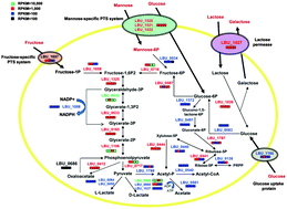 Graphical abstract: Strand-specific RNA-seq analysis of the Lactobacillus delbrueckii subsp. bulgaricus transcriptome