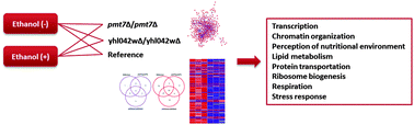 Graphical abstract: An integrative analysis of transcriptomic response of ethanol tolerant strains to ethanol in Saccharomyces cerevisiae