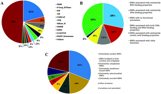 Graphical abstract: Genome-wide survey of putative RNA-binding proteins encoded in the human proteome