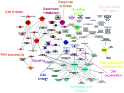 Graphical abstract: Neurospora crassa transcriptomics reveals oxidative stress and plasma membrane homeostasis biology genes as key targets in response to chitosan