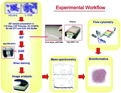 Graphical abstract: Comparative proteomic profiling of Hodgkin lymphoma cell lines