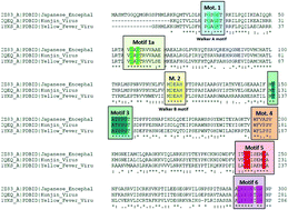 Graphical abstract: An updated evolutionary study of Flaviviridae NS3 helicase and NS5 RNA-dependent RNA polymerase reveals novel invariable motifs as potential pharmacological targets