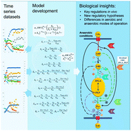 Graphical abstract: New insights into the complex regulation of the glycolytic pathway in Lactococcus lactis. II. Inference of the precisely timed control system regulating glycolysis