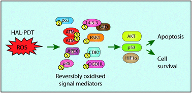 Graphical abstract: Photodynamic treatment with hexyl-aminolevulinate mediates reversible thiol oxidation in core oxidative stress signaling proteins
